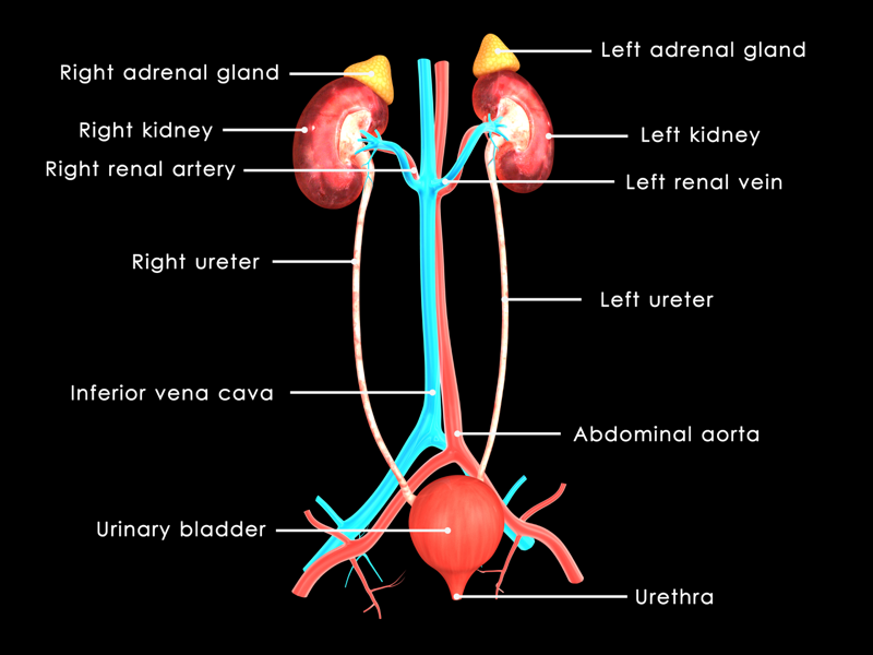 Diagram explaining how the renal system works