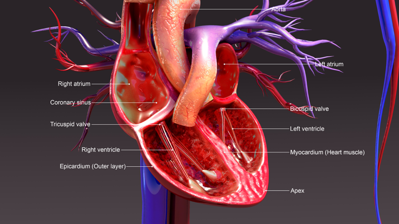 Diagram explaining the cardiovascular system